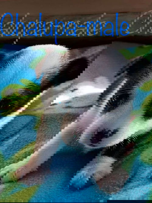 Chalupa