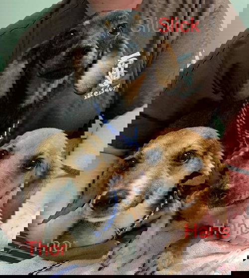 Hauns