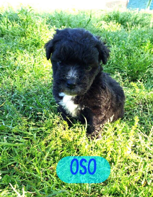 Oso