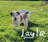 Layla