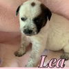 Lea