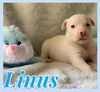 Linus