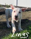 Linus