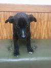 Samson