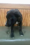 Samson