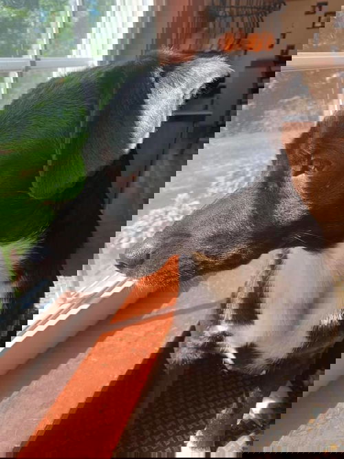 Dagger
