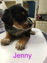 Jenny