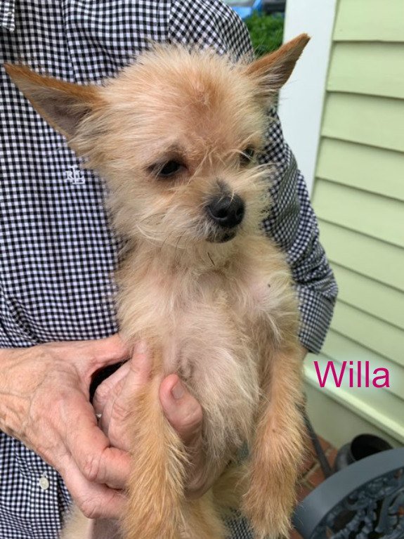 adoptable Dog in New York, NY named Willa