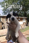 Parsley