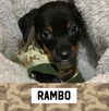 Rambo