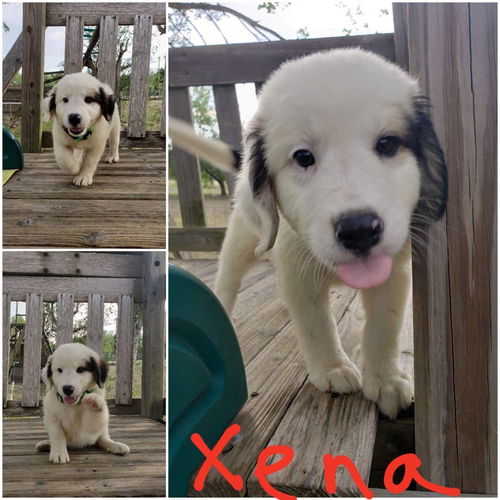 Xena (TX)