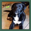 adoptable Dog in new york, NY named Bailey and Lucy (TX)