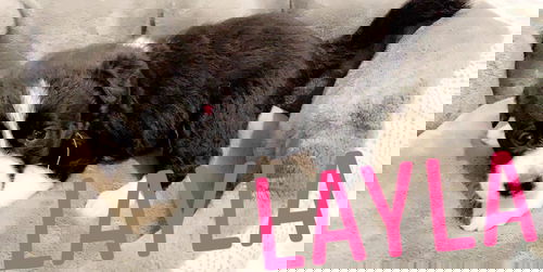 Layla (TX)