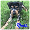 Rhett