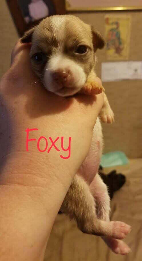 Foxy (TX)