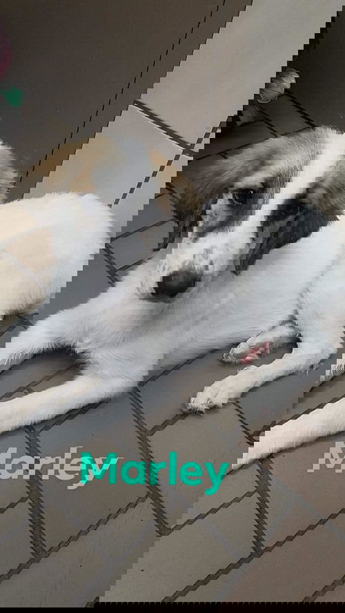 Marley
