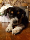 Ziggy