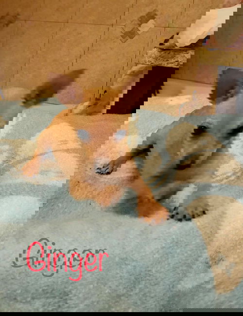 Ginger