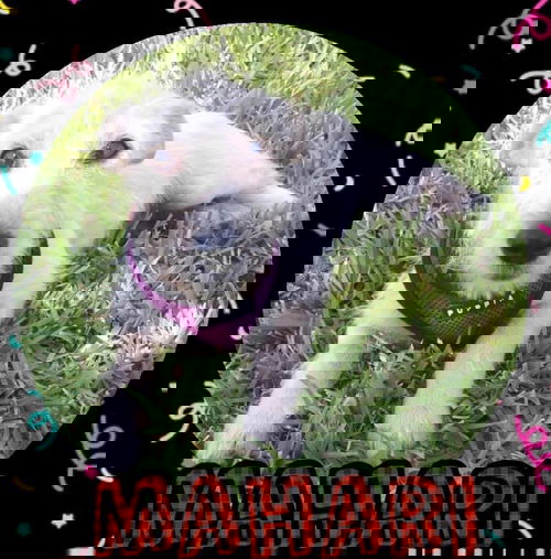 Mahari