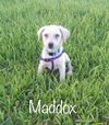 Maddox