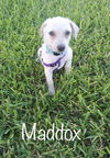 Maddox