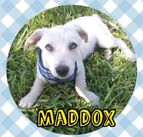 Maddox