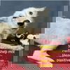Ambrosia