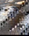 Ambrosia