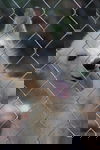 Ambrosia