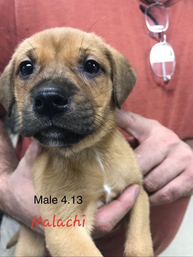 Malachi