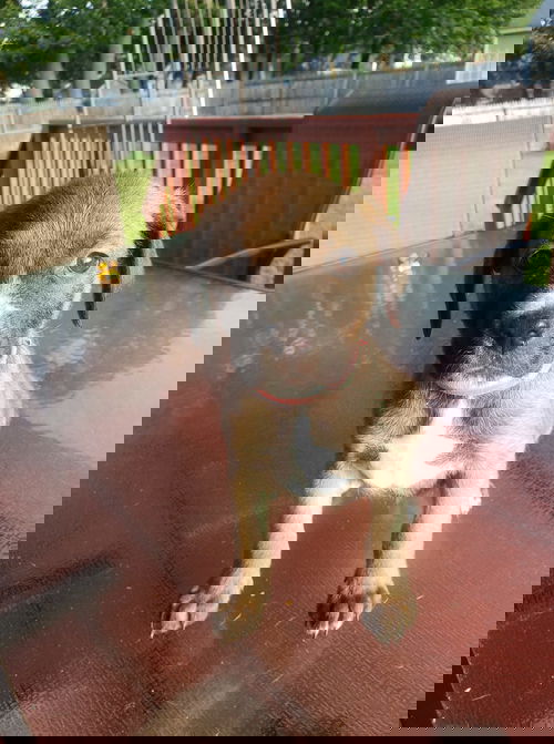 Flash