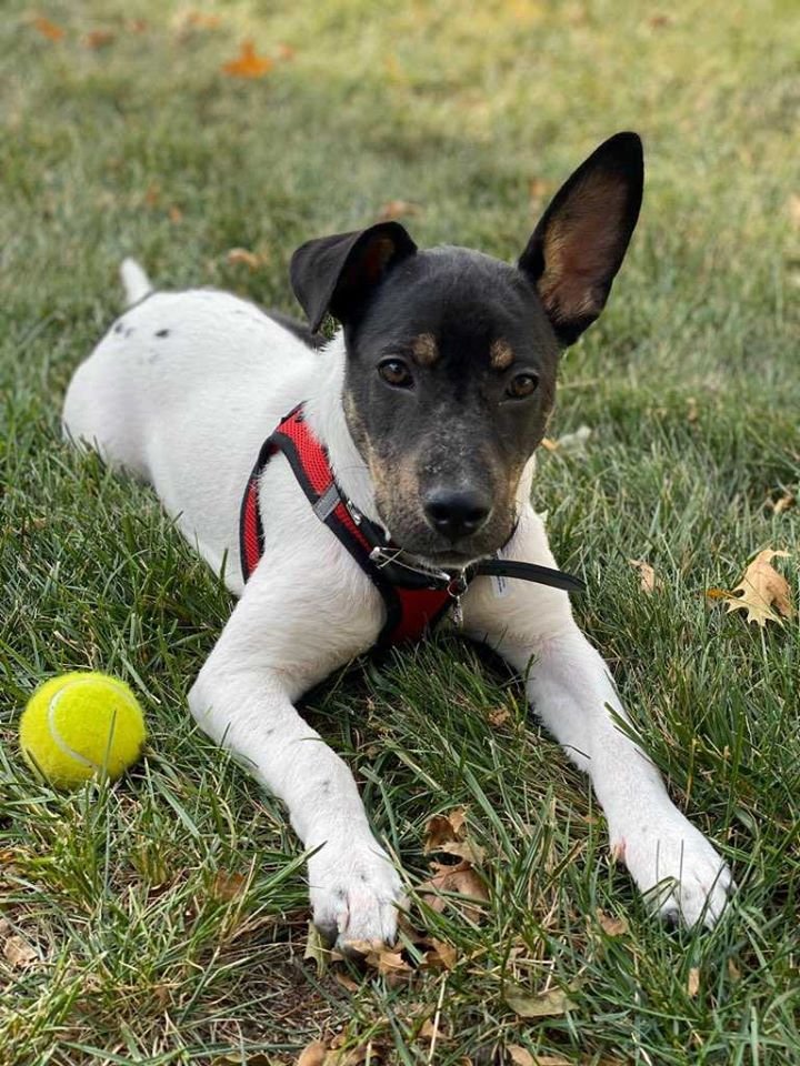 adoptable Dog in New York, NY named Faye