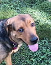 Charlee