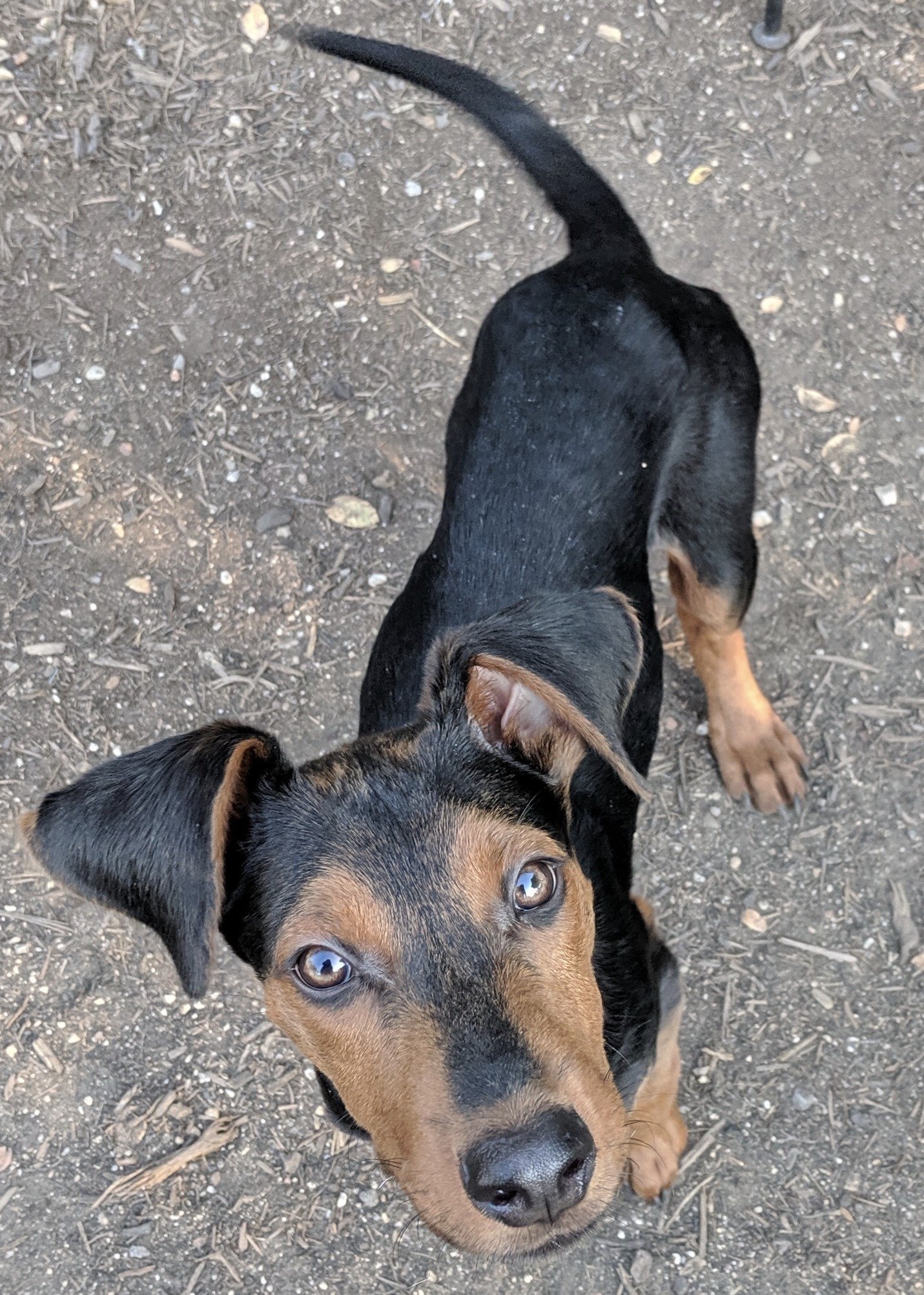 adoptable Dog in New York, NY named Popeye