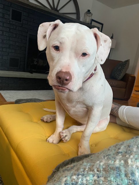 adoptable Dog in New York, NY named Magpie