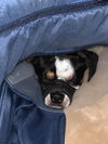 Sarge