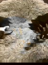 Oreo