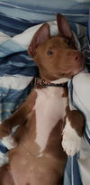 Franky