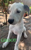 Groot