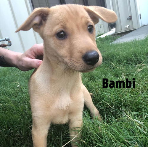 Bambi