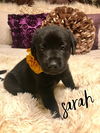 Sarah