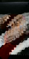 Andrew