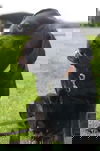 Pepper