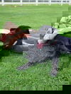 Pepper