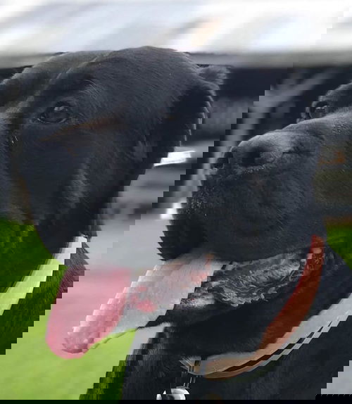 Pepper