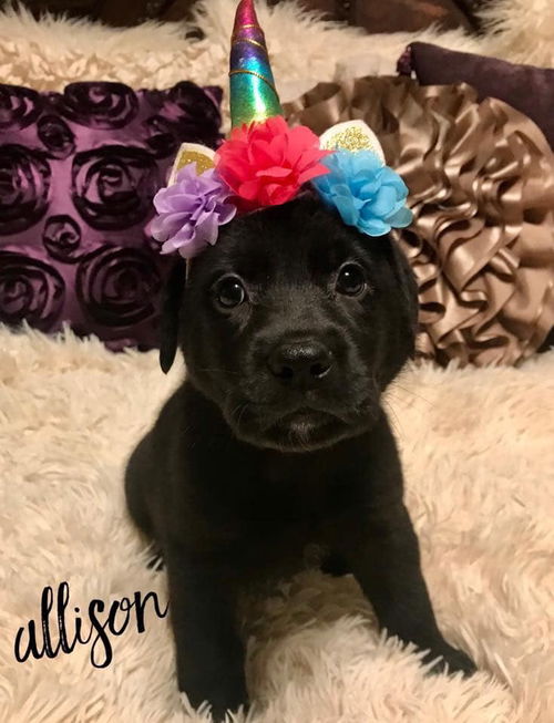 Allison