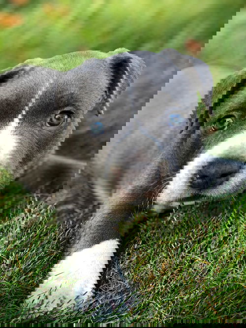 Goose