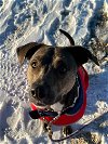 adoptable Dog in york, NE named Dee Dee