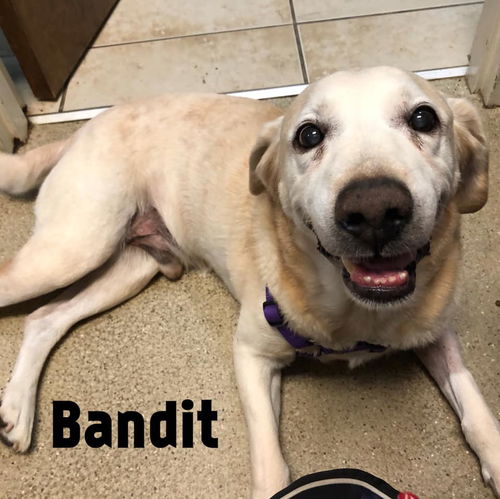 Bandit