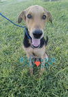 Scooby
